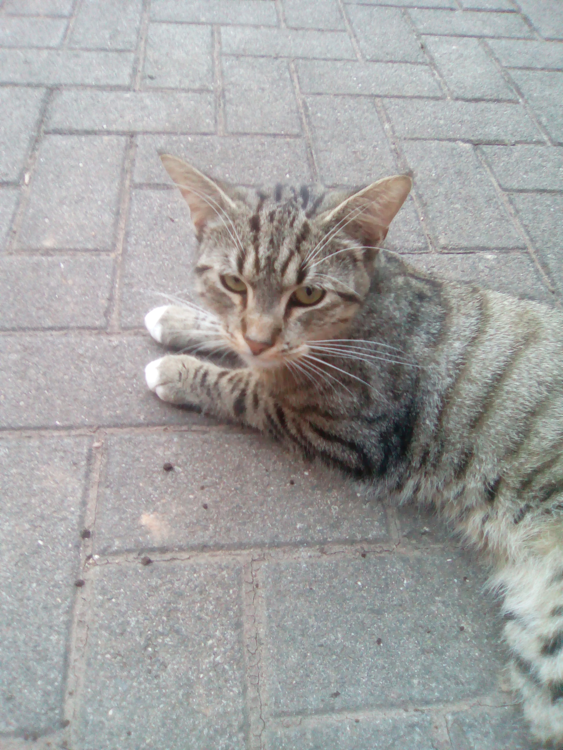 Spinat Fur Katzen Hallo Mache Kennen Ja Mein Kater Ned Und Zwar Er Liebt Uber Alles