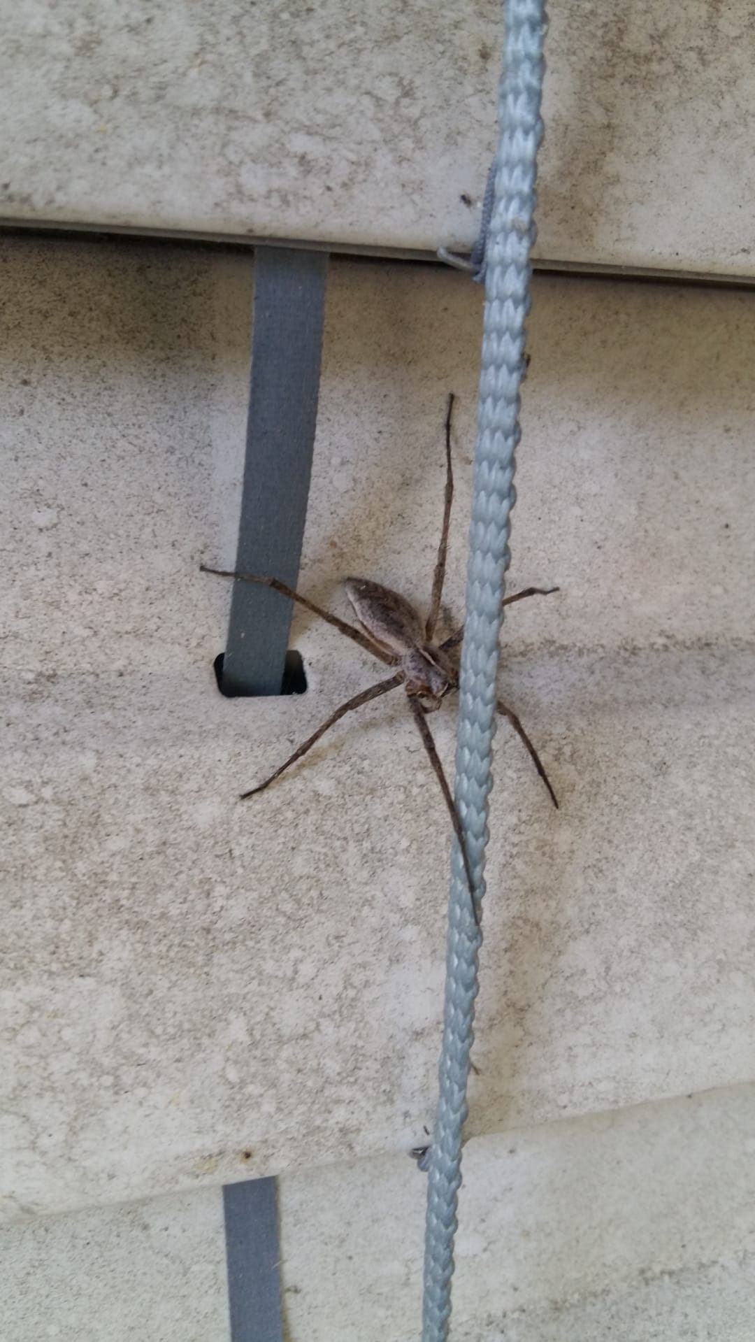 Spinne Garten? (Spinnen, Spinnentiere)