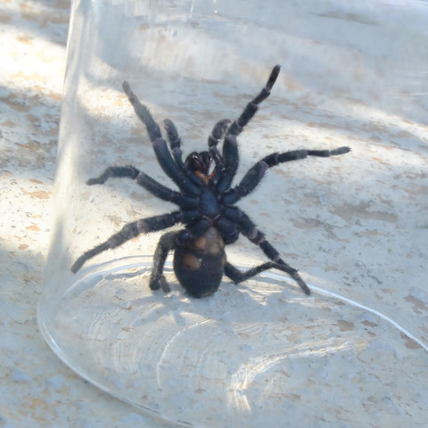 Spinne Bauch
 - (Spanien, Spinnen)