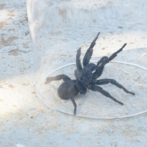 Spinne Rücken
 - (Spanien, Spinnen)