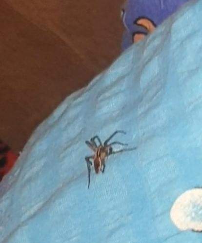 Spinne auf der bettdeckee? (Spinnen, Spinnenart, Spinnentiere)