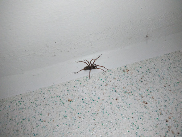 Spinne im Hausflur - (Spinnen, gefährlich, Spinnenart)