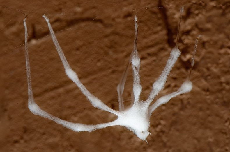 Spinne im Keller - eingesponnen oder schimmelig? (Feuchtigkeit