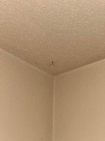 Spinne im Schalfzimmer?