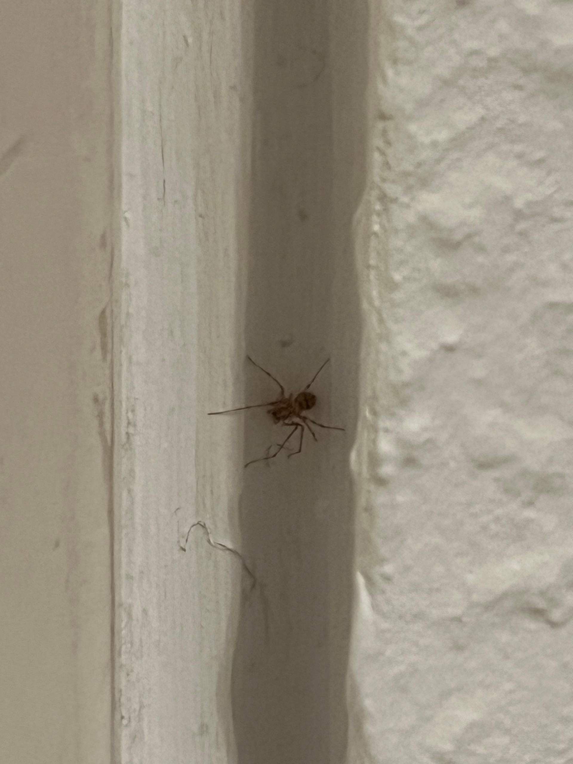 Spinne in der Wohnung welche Art ist das? (Spinnen, Spinnenart, Spinnentiere)