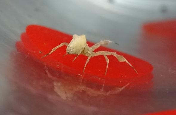 33 - (Tiere, Insekten, Spinnen)