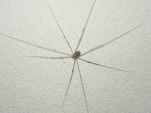 Zimmermannspinne - (Angst, Spinnen, Phobie)