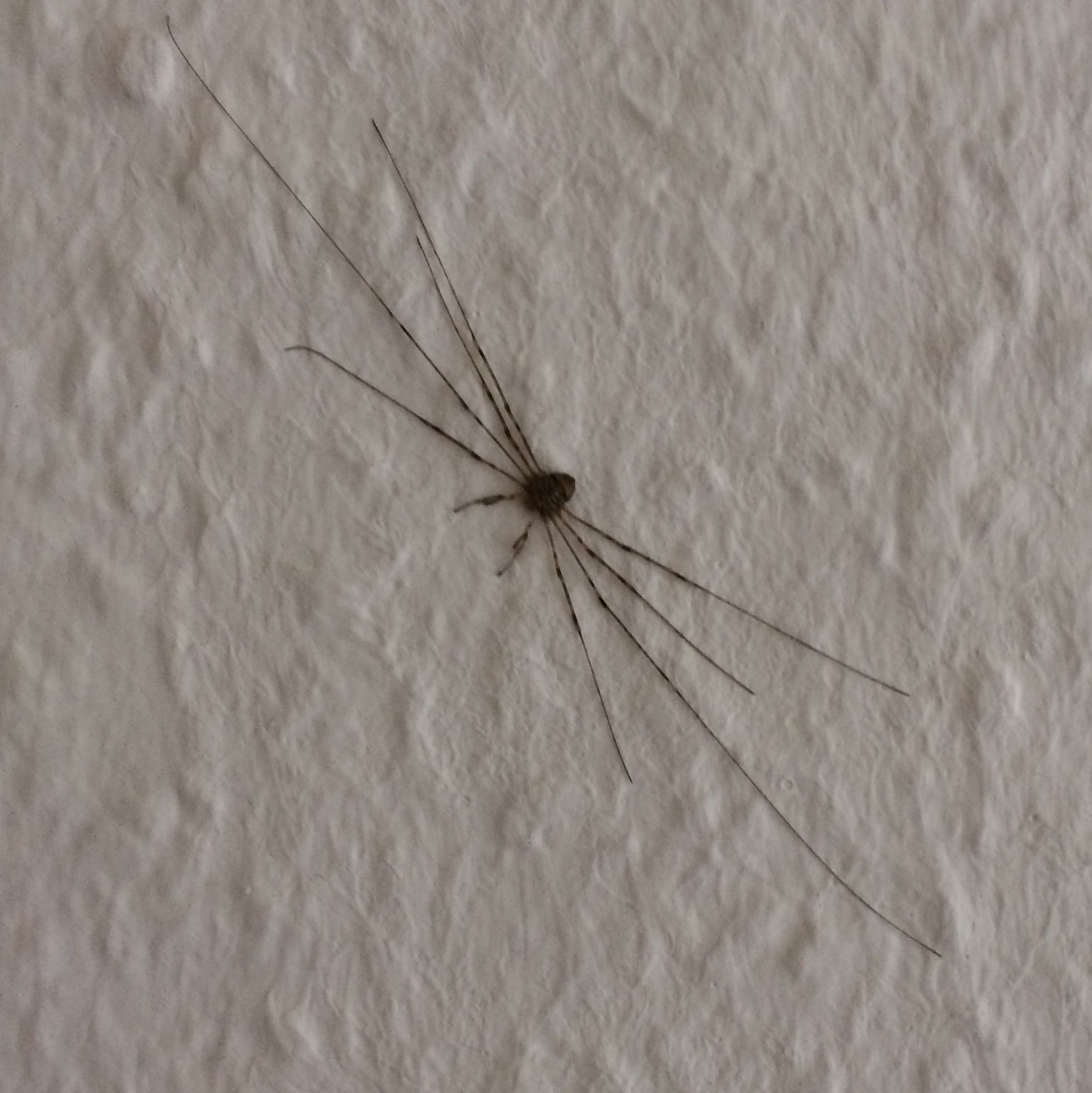 Spinnen ähnliches Tier gefunden. Weiß jemand was das ist? (Tiere, Spinne, Zange) Spinnen ähnliches Tier gefunden. Weiß jemand was das ist? (Tiere, Spinne, Zange)