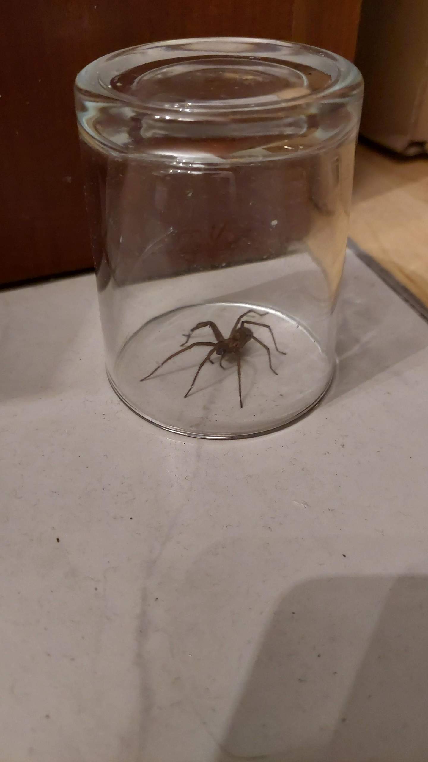 Spinnen am Körper, warum? (Spinnentiere, Hausspinne, arachnophobie)