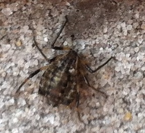 Spinnen Invasion rund ums Haus, Terrasse, Hauswand etc. Was ist das