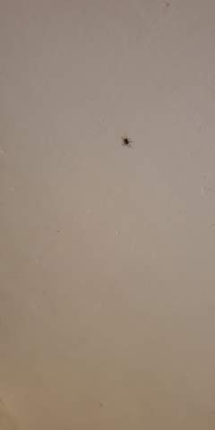 Spinnen Nest in meinem Zimmer?