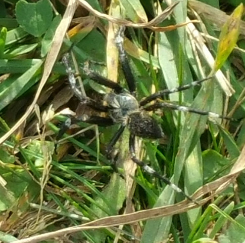 Schwarz weiss - (Spinne, giftig, woher kommt sie)