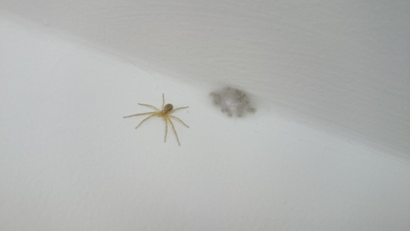 Spinneneier Oder Doch Schimmel Spinne Spinneneier Oder Doch Schimmel Spinne