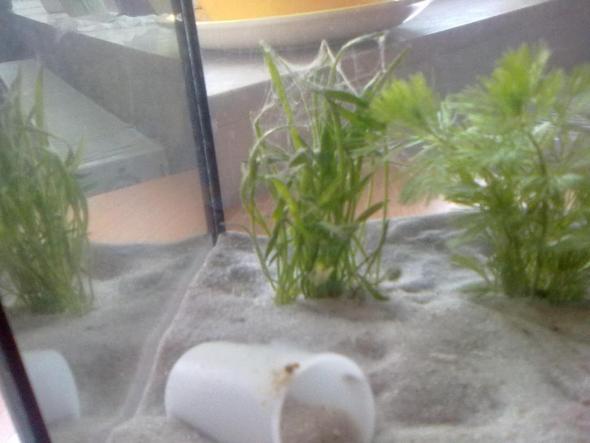 ö## - (Wasser, Aquarium, Aquaristik)