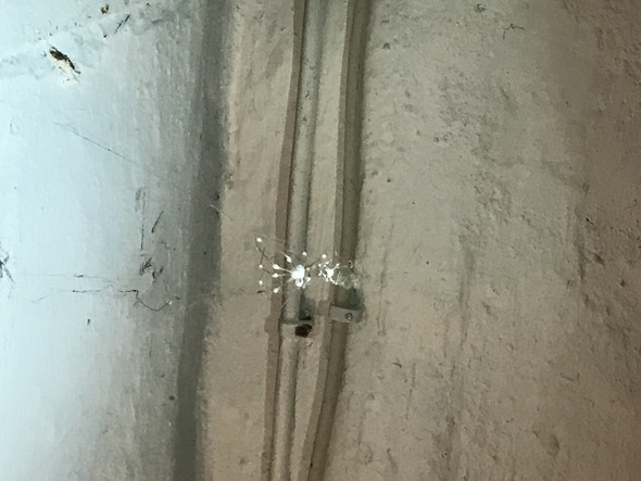 Eine der vielen Spinnen in unserem Keller - (Biologie, Spinnen, Keller)
