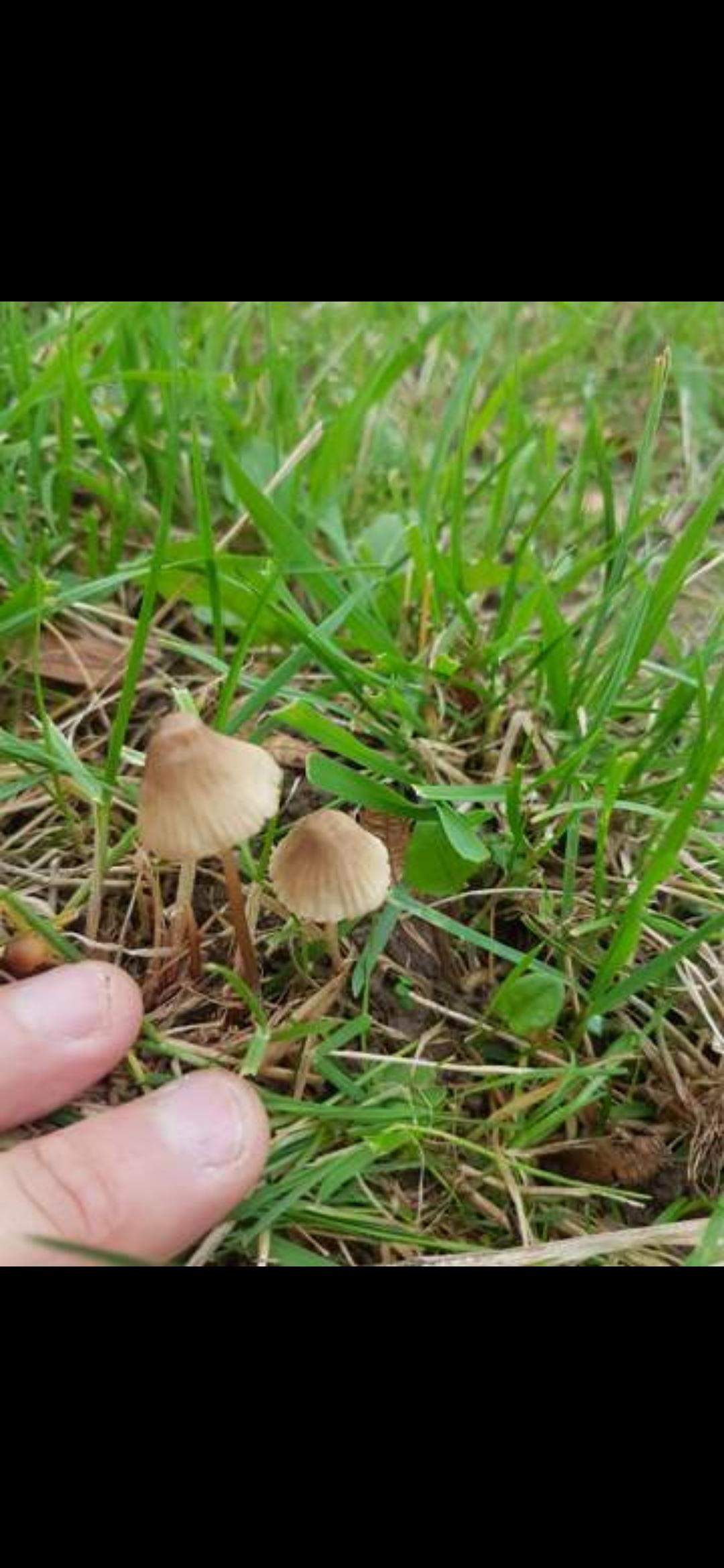 Spitzkegeliger Kahlkopf? (Gesundheit und Medizin, Pilze, Trip)