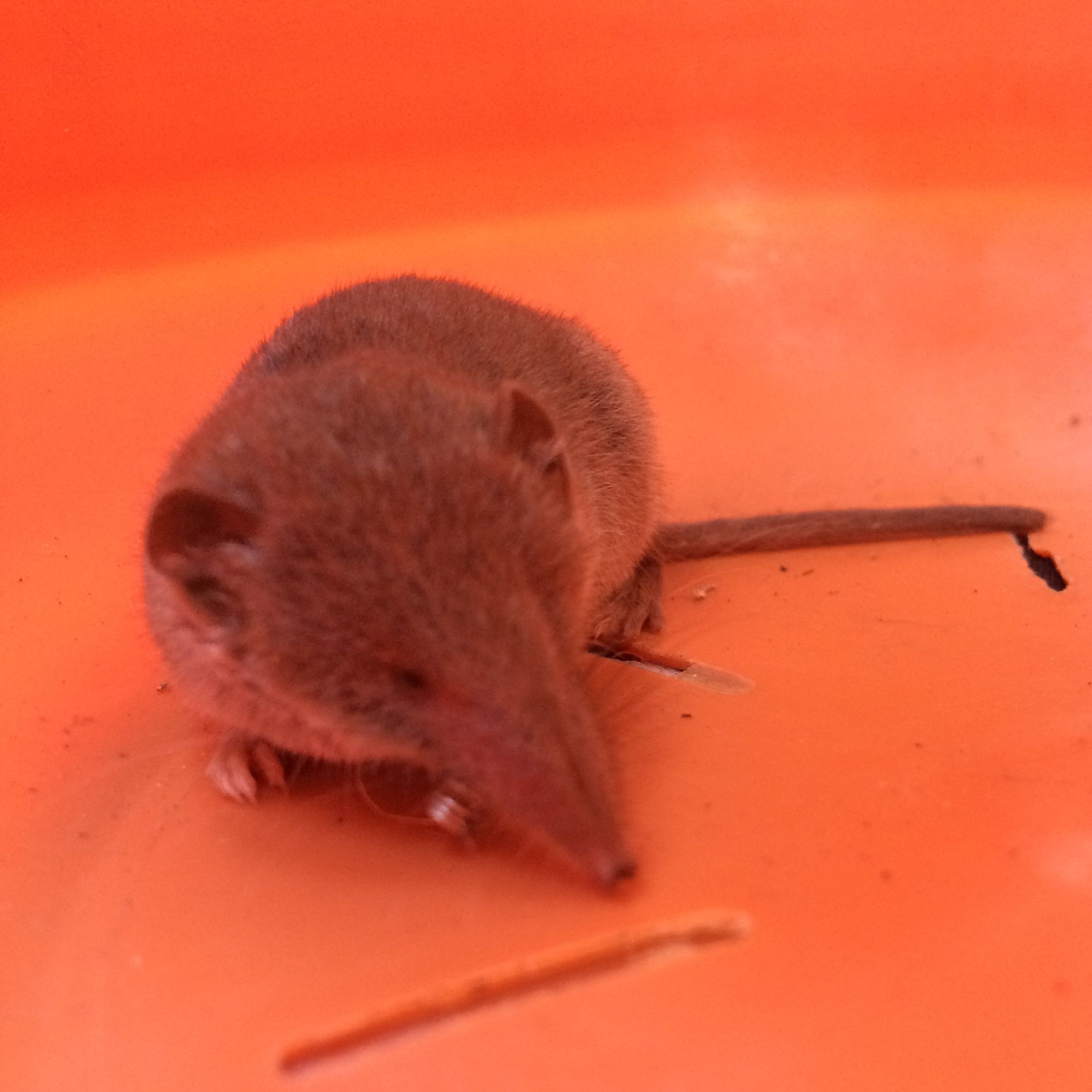 Spitzmaus Nach Tierarzt Direkt Wieder Auswildern Was Kann Man Futtern Tiere Maus Tierschutz