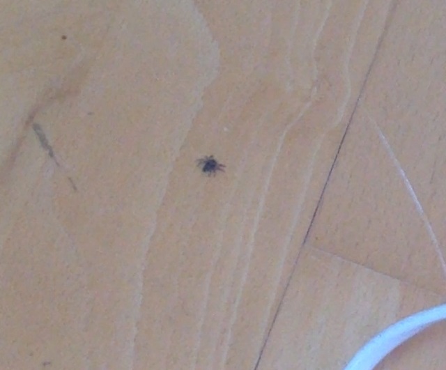 Eine Springende Mini Spinne Ist Bei Mir Im Zimmer Kann Mir Jemand