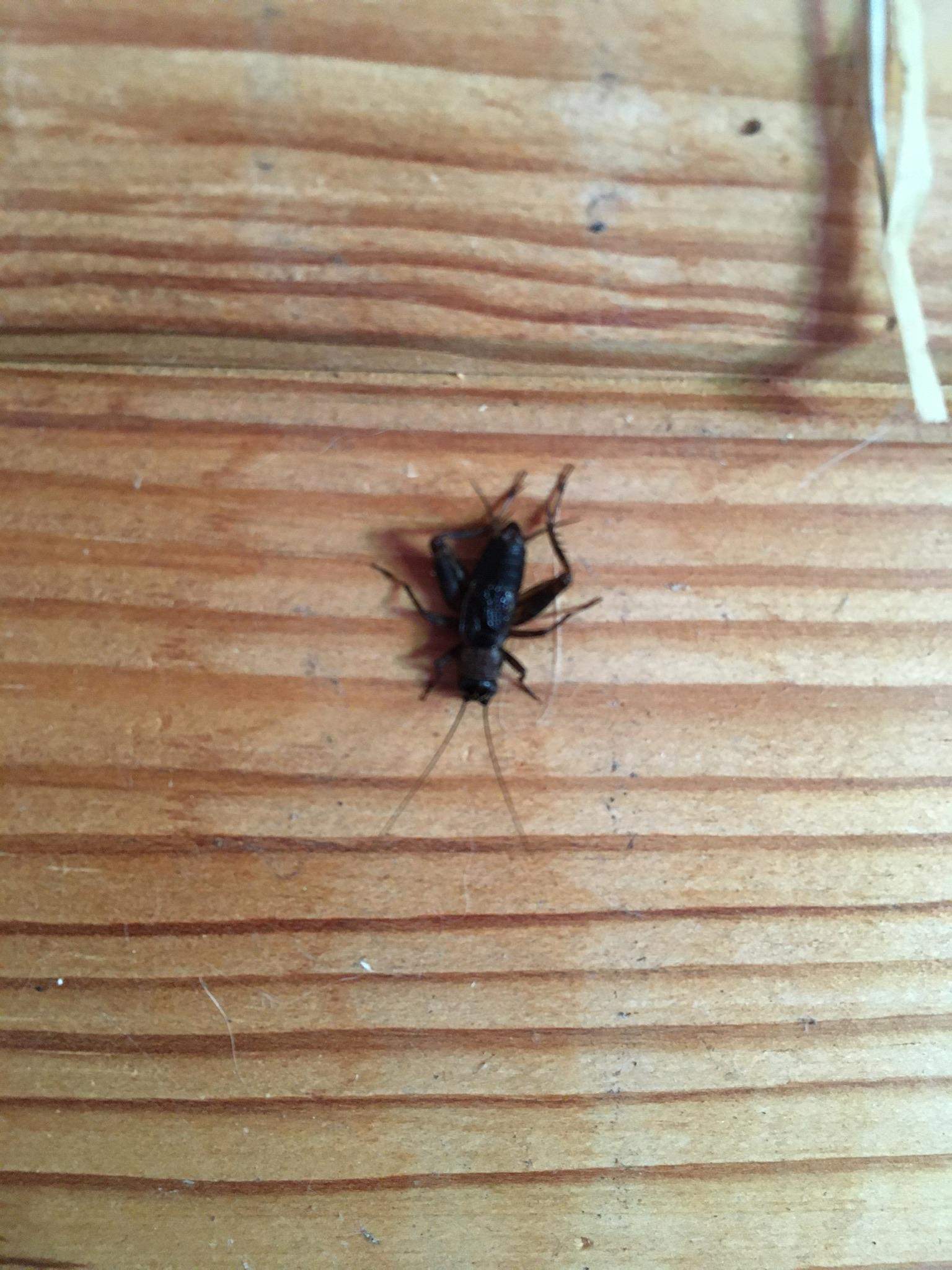 Springendes Insekt Springendes Insekt im Haus, kennt das jemand? (Tiere, Insekten)