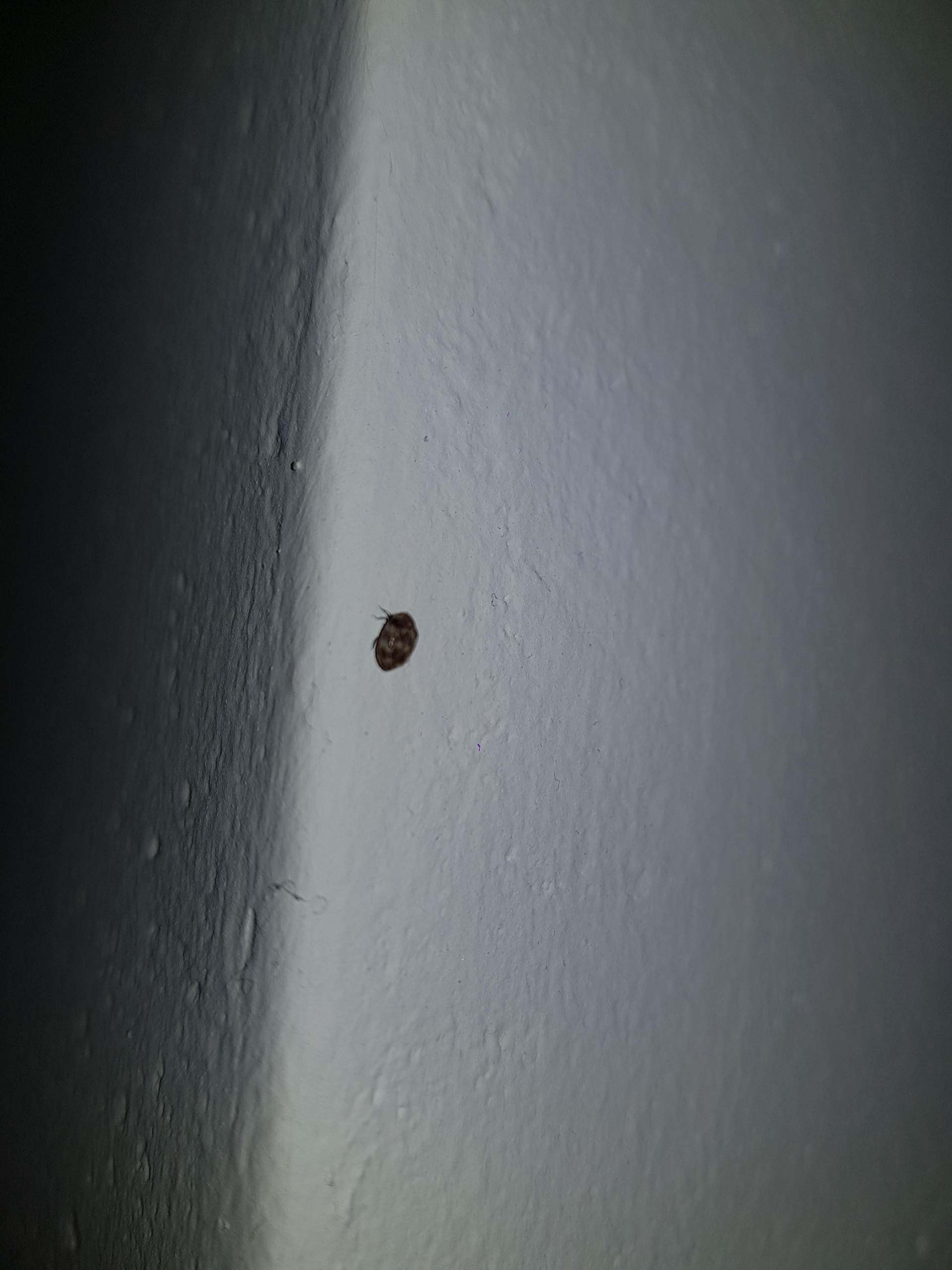 Sseltsamer Käfer im Schlafzimmer? (Insekten)