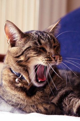 Jeff, mein bildhübscher Kater - (Tiere, Katze, Katzen)