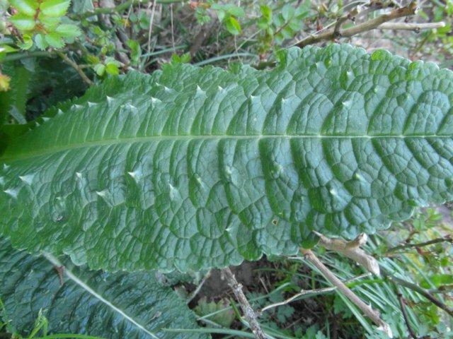 Stachelpflanze? (Garten, Pflanzen)