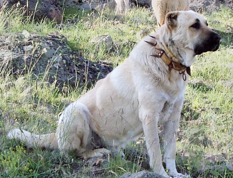 Stachhalsband Hund? (Tiere, Halsband, kangal)