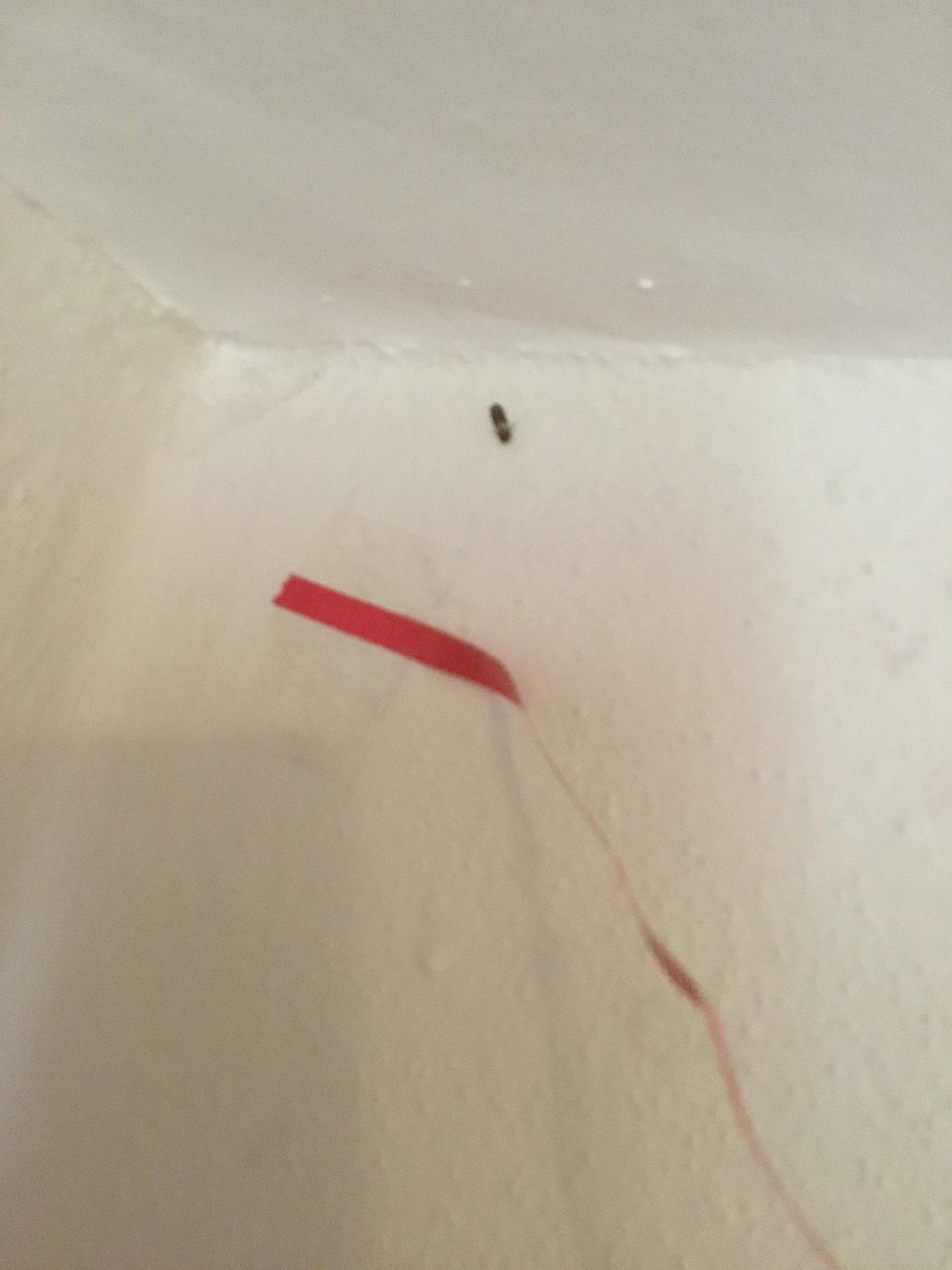Verwunderlich Kleine Falter In Der Wohnung Bild