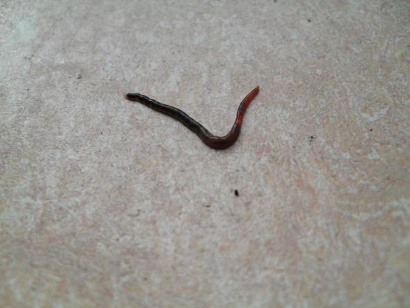 Ständig Würmer im Blumentopf vom Fettkraut! (Tiere, Pflanzen, Erde)