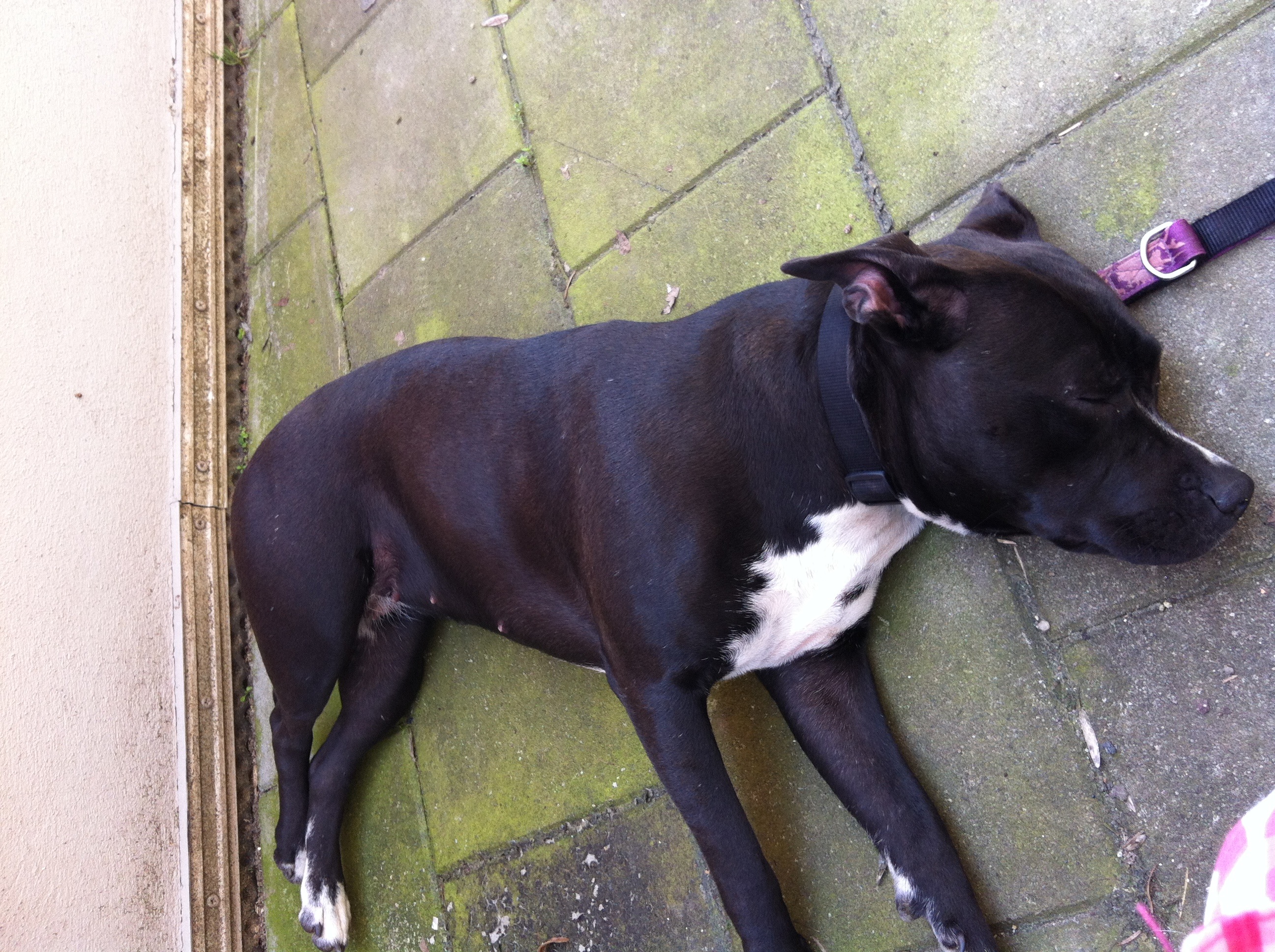 Stafford fällt immer um (Hund)