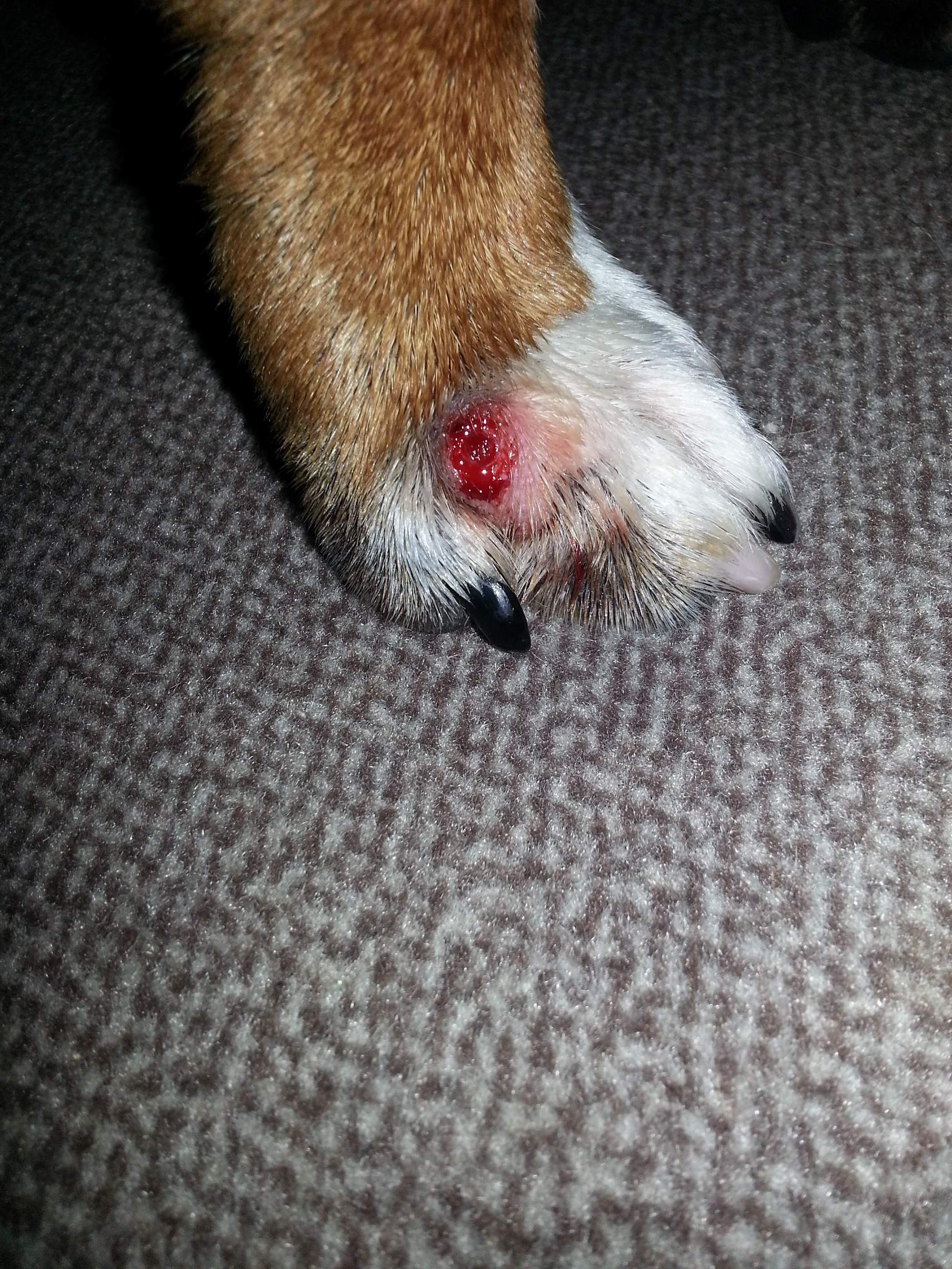Staffordshire Bullterrier hat zwischen den Zehen ne Beule, was ist das