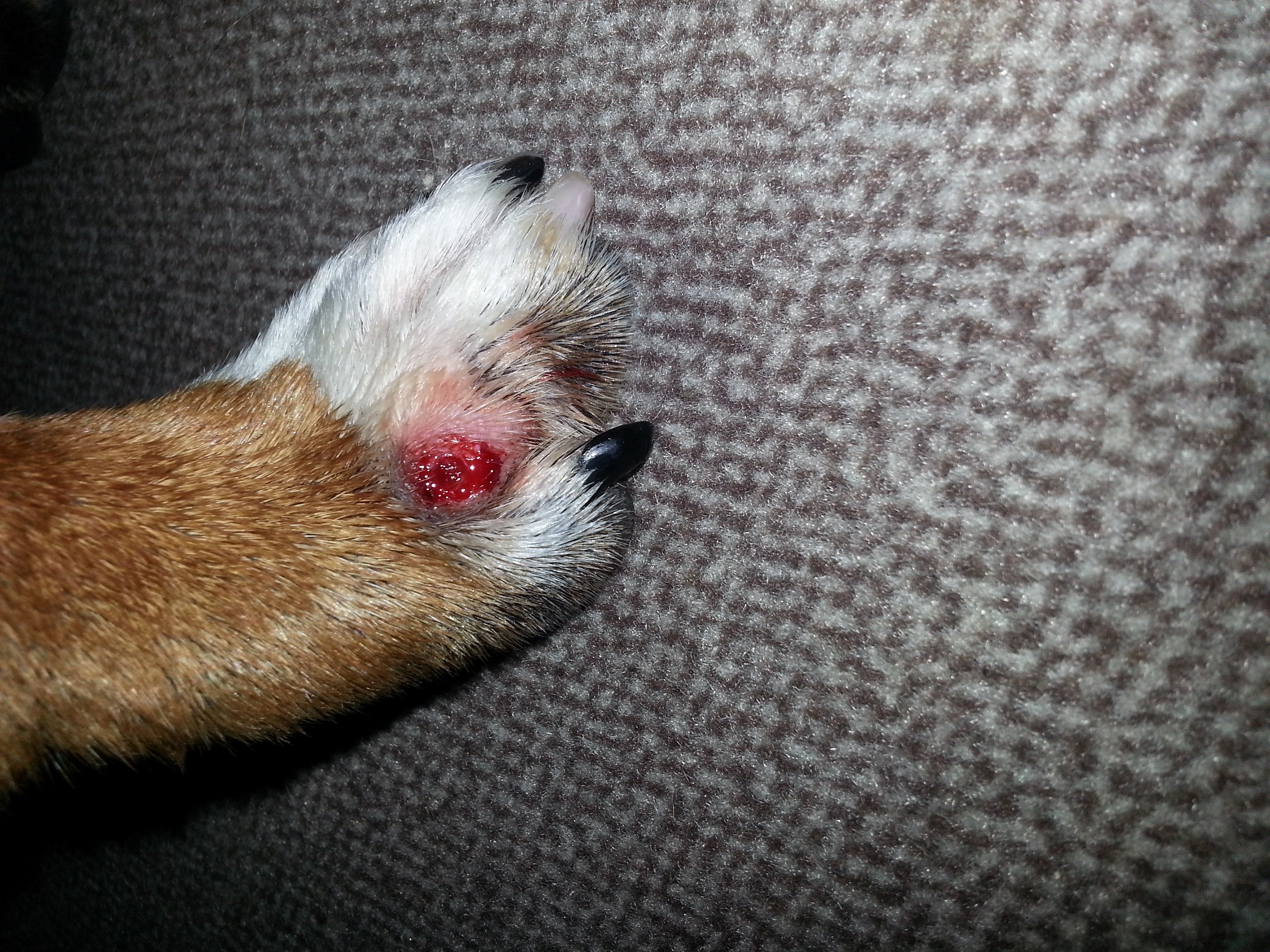Staffordshire Bullterrier hat zwischen den Zehen ne Beule, was ist das