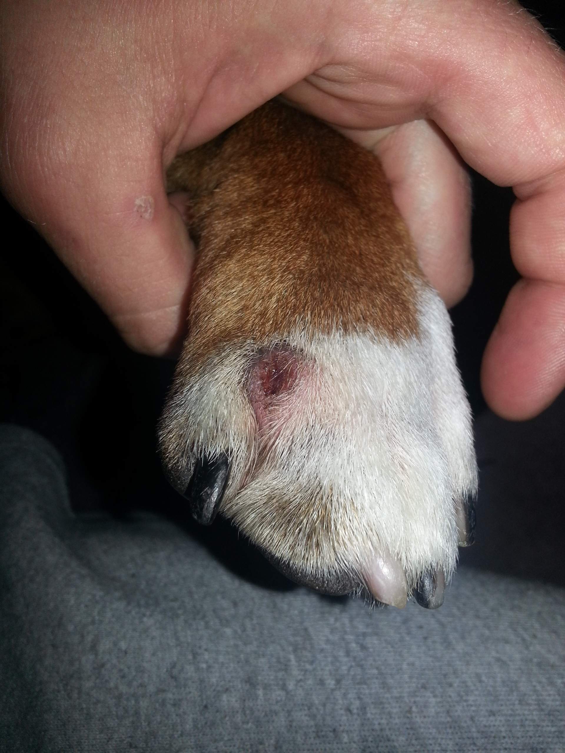 Staffordshire Bullterrier hat zwischen den Zehen ne Beule, was ist das