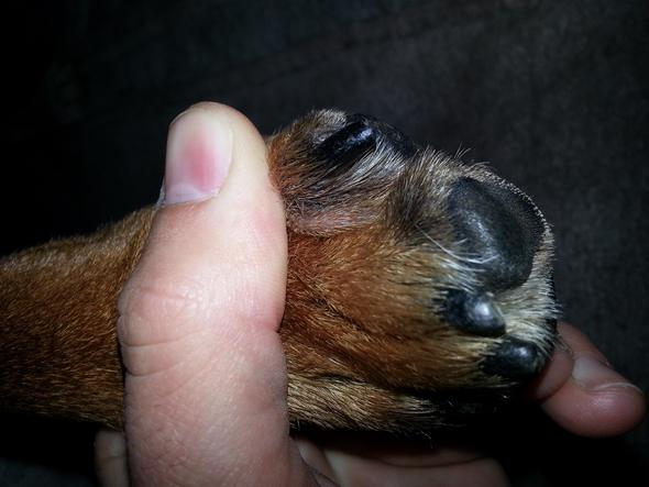 Staffordshire Bullterrier hat zwischen den Zehen ne Beule, was ist das