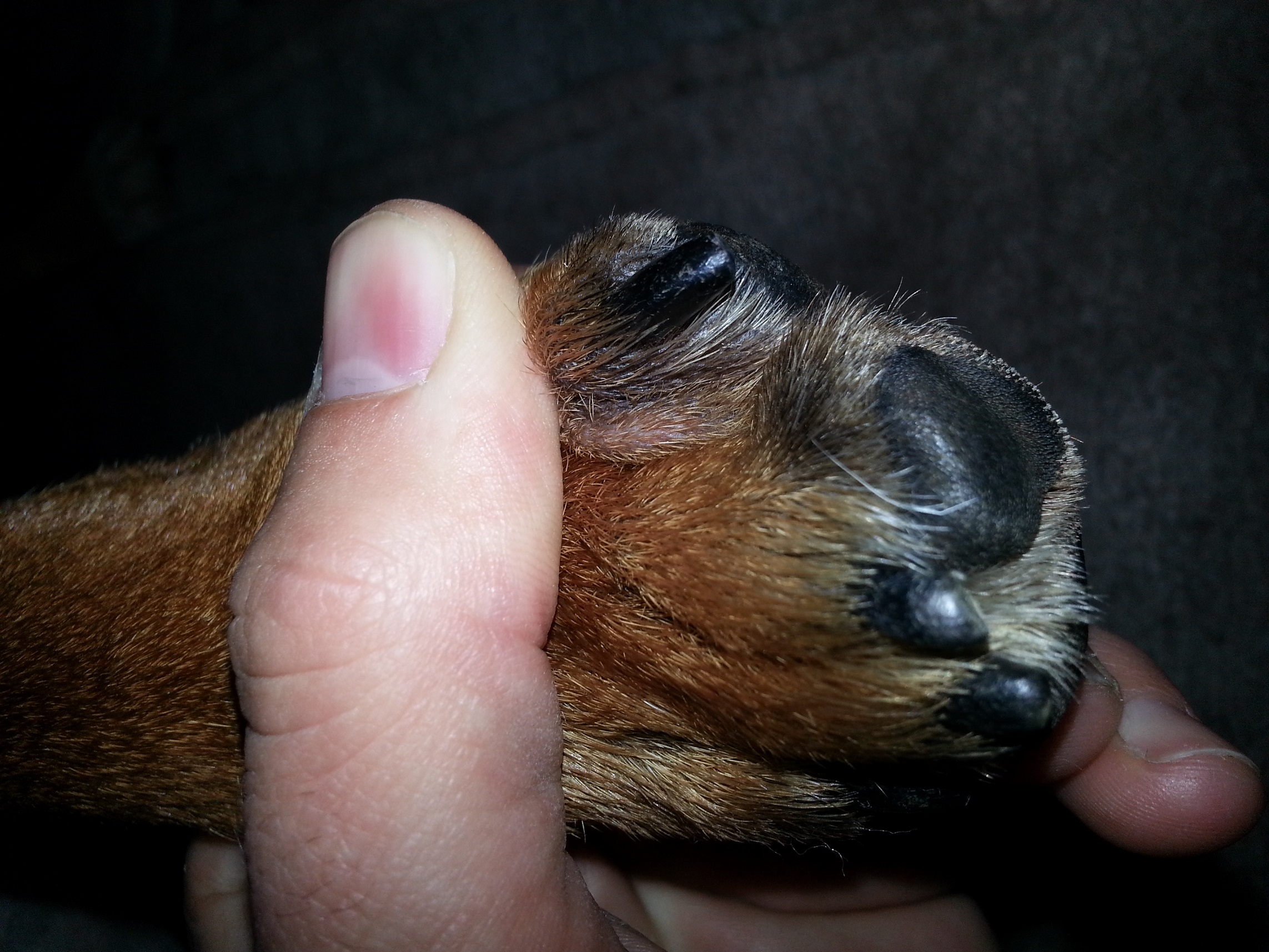 hund hat entzündung zwischen den ballen