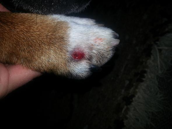 Staffordshire Bullterrier hat zwischen den Zehen ne Beule, was ist das