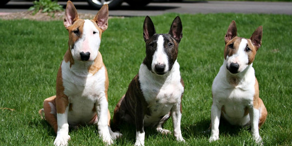 bullterrier miniatur - (Menschen, Tiere, Familie)