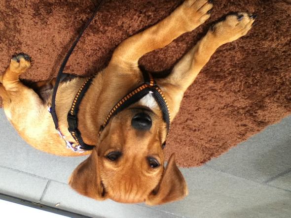 Stafforshire Pinscher Mix Welpen