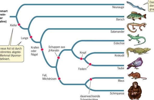 Stammbaum - (Tiere, Biologie, Evolution)