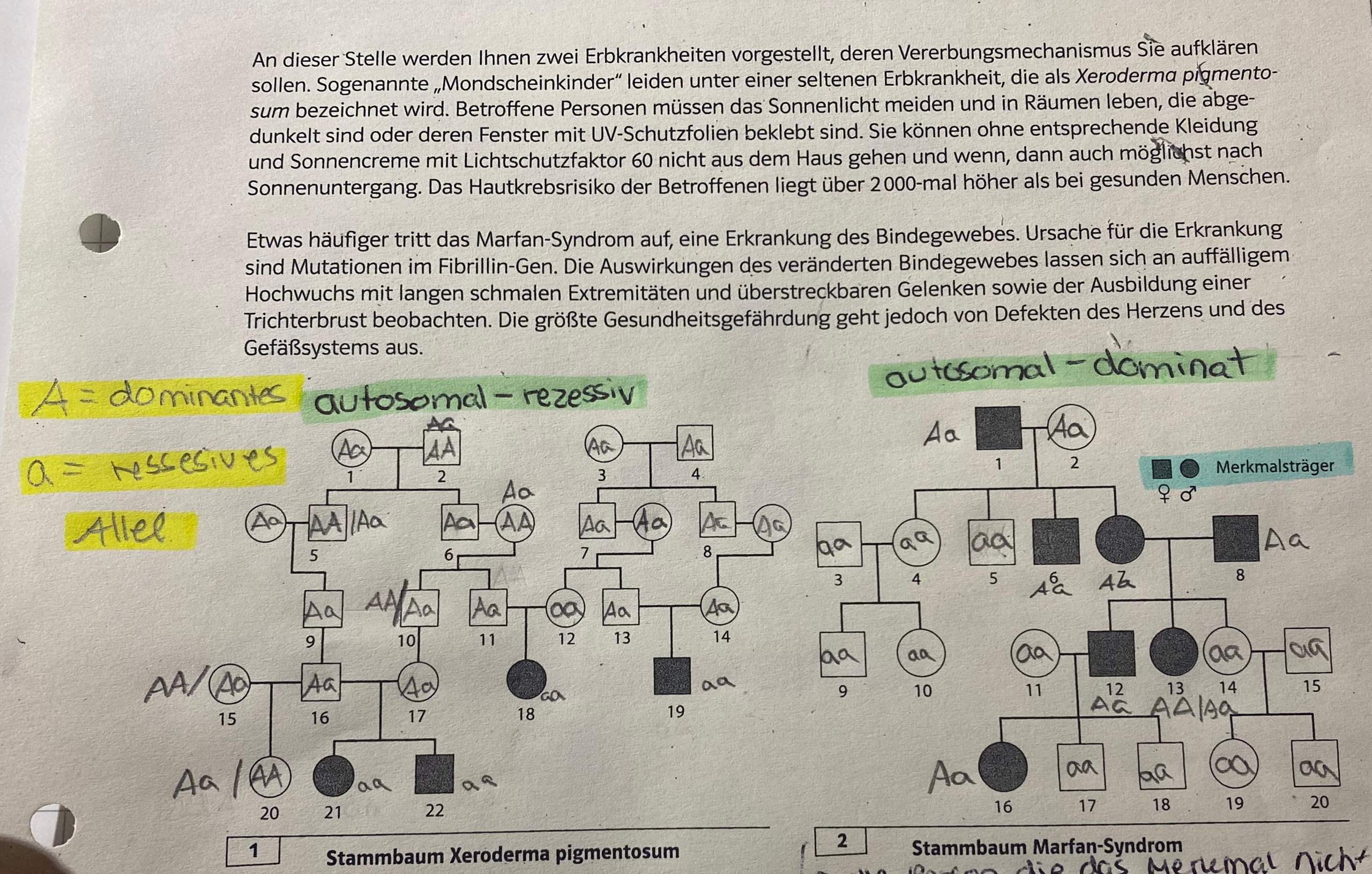 Stammbaumanalyse Aufgaben korrekt? (Schule, Gesundheit und Medizin
