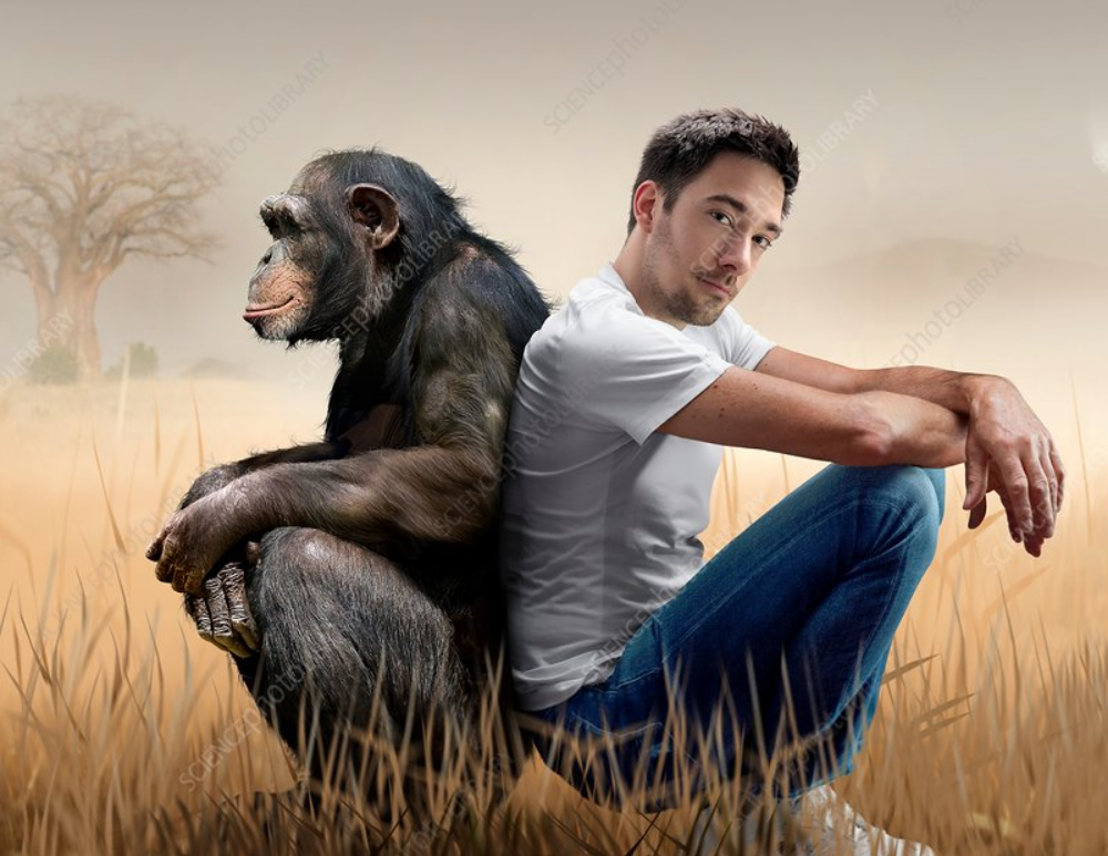 Stammen die Menschen wirklich vom Schimpansen ab? (Biologie, Evolution)