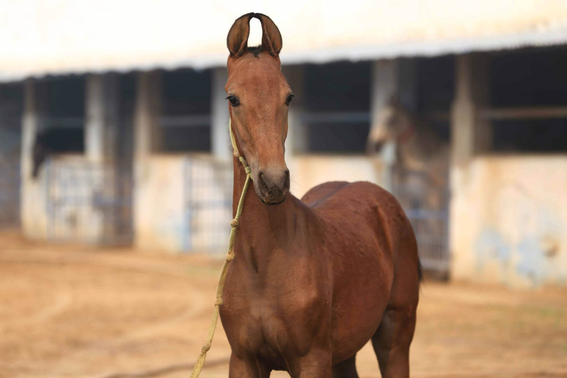 Stammt der Marwari aus Qualzucht ? (Pferde)