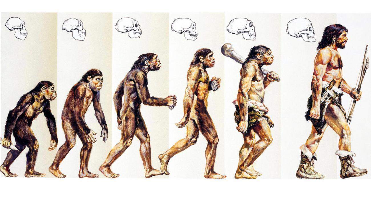 Stammt der Mensch vom Affen ab? (Menschen, Evolution)