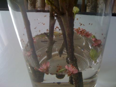 Nahaufnahme vom "Abfall" beim einstecken in die Vase - (Pflanzen, Blumen, Dekoration)