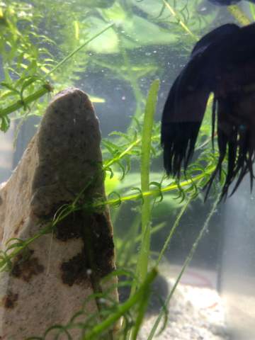 Staub auf Pflanzen im Techniklosem Aquarium? (Aquaristik, Aquariumpflanzen)