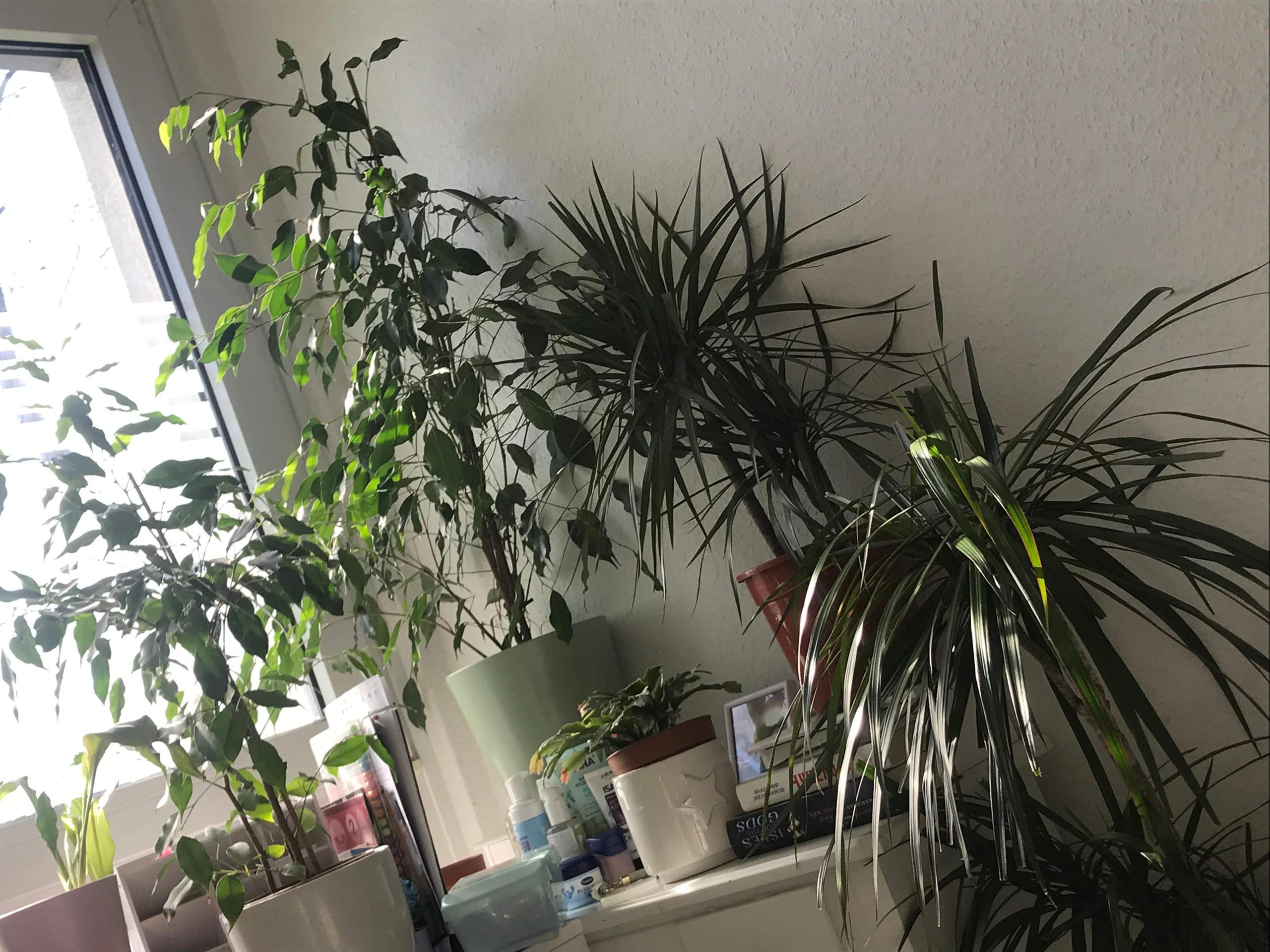 aeschynanthus lobbianus variegata Lipstick Plant | Aeschynanthus Radicans Variegated | House Plant
