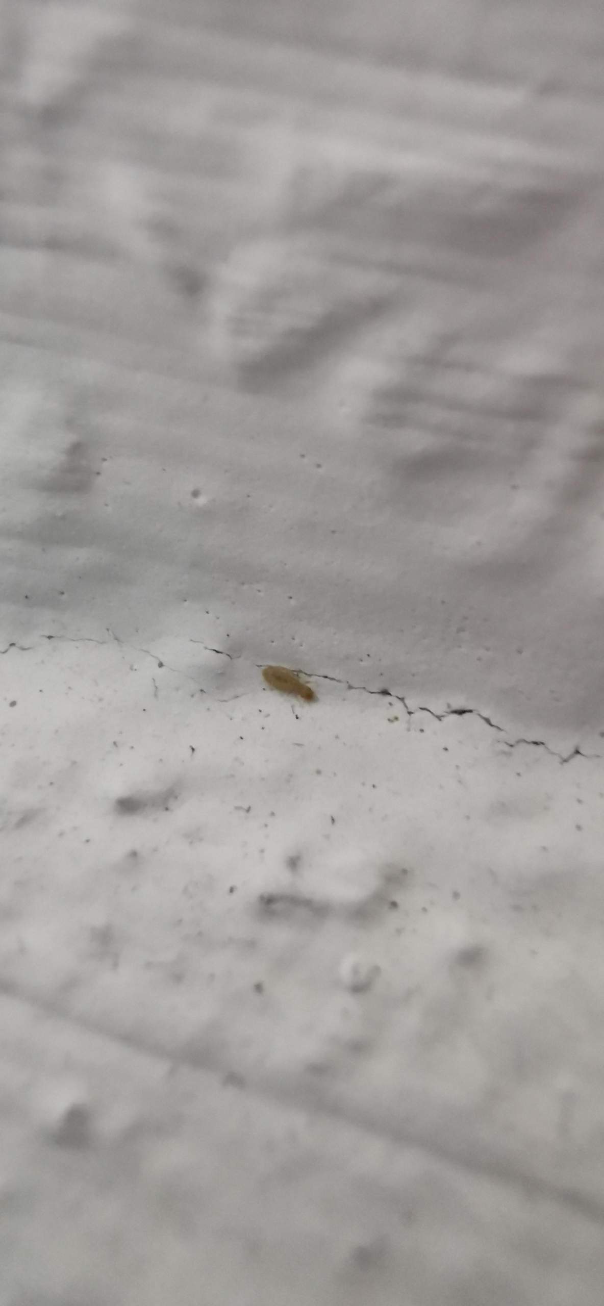 Staubläuse? (Ungeziefer)