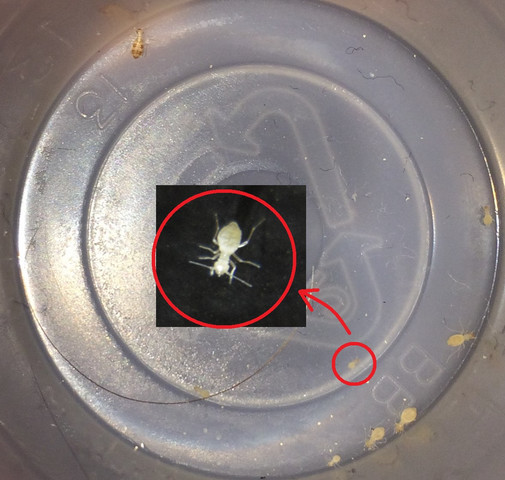 Staublause Bettwanzen Oder Andere Insekten Ungeziefer Schadlinge