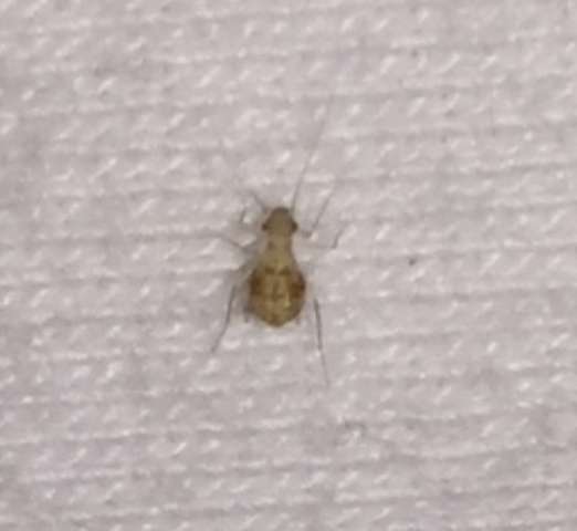 Staublaus Eine Einzelne Was Nun Tun Insekten Vorbeugung Beseitigung