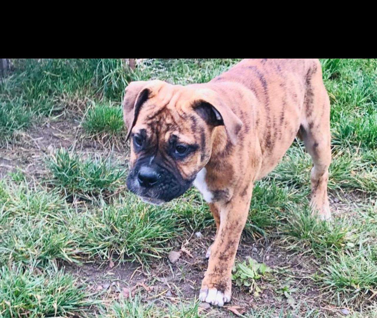 Steckt in dem old englisch Bulldogg ein Boxer mit drinne? (Hunderasse